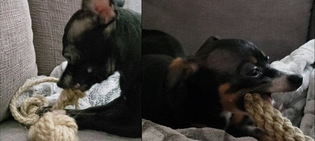 dogs plating with hemp toys