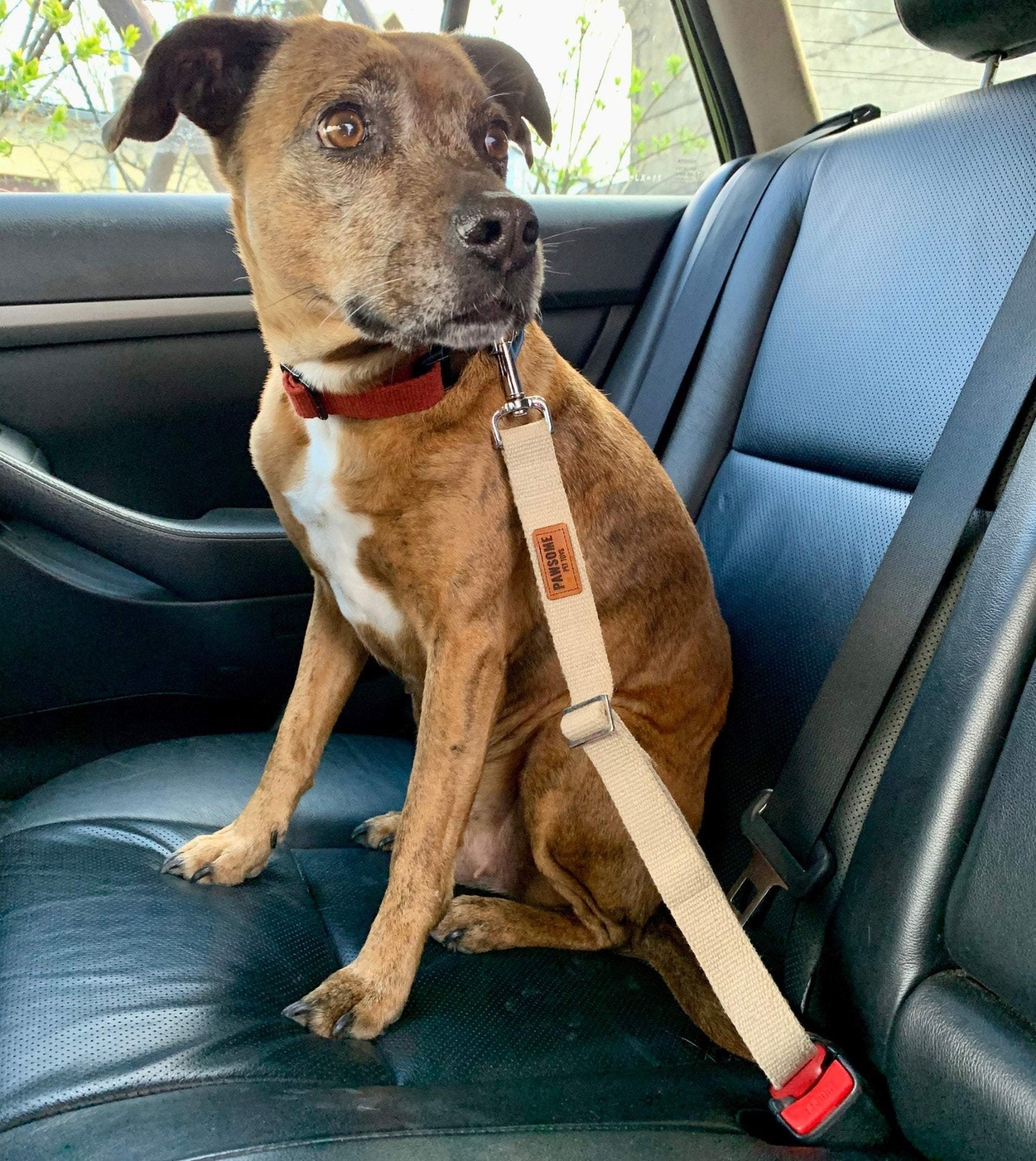 dog secured with custom seat belt in car