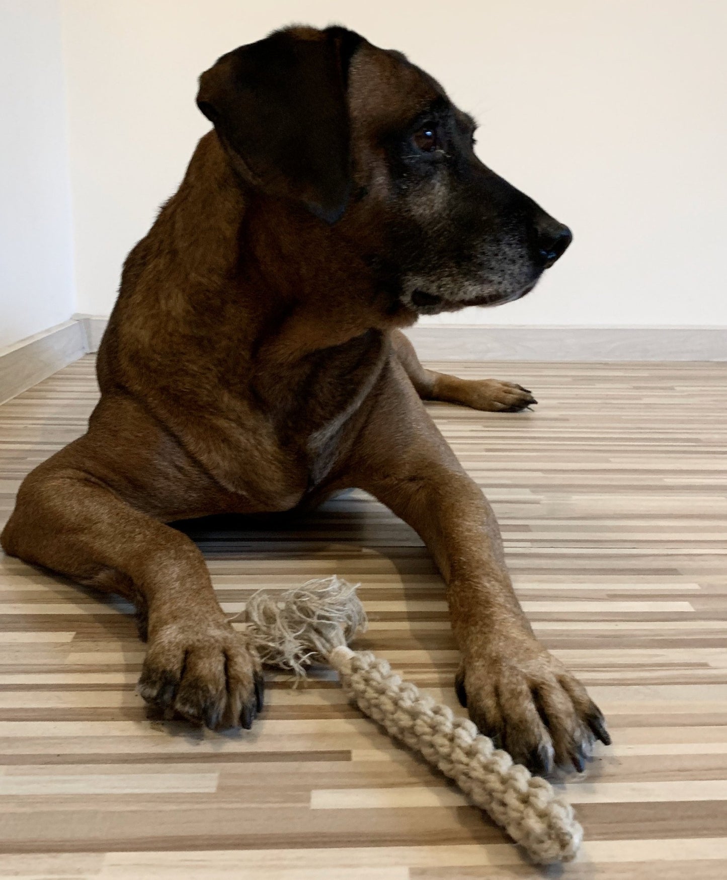 dog with natural hemp rope dental stick