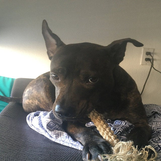 dog with hemp dog dental stick