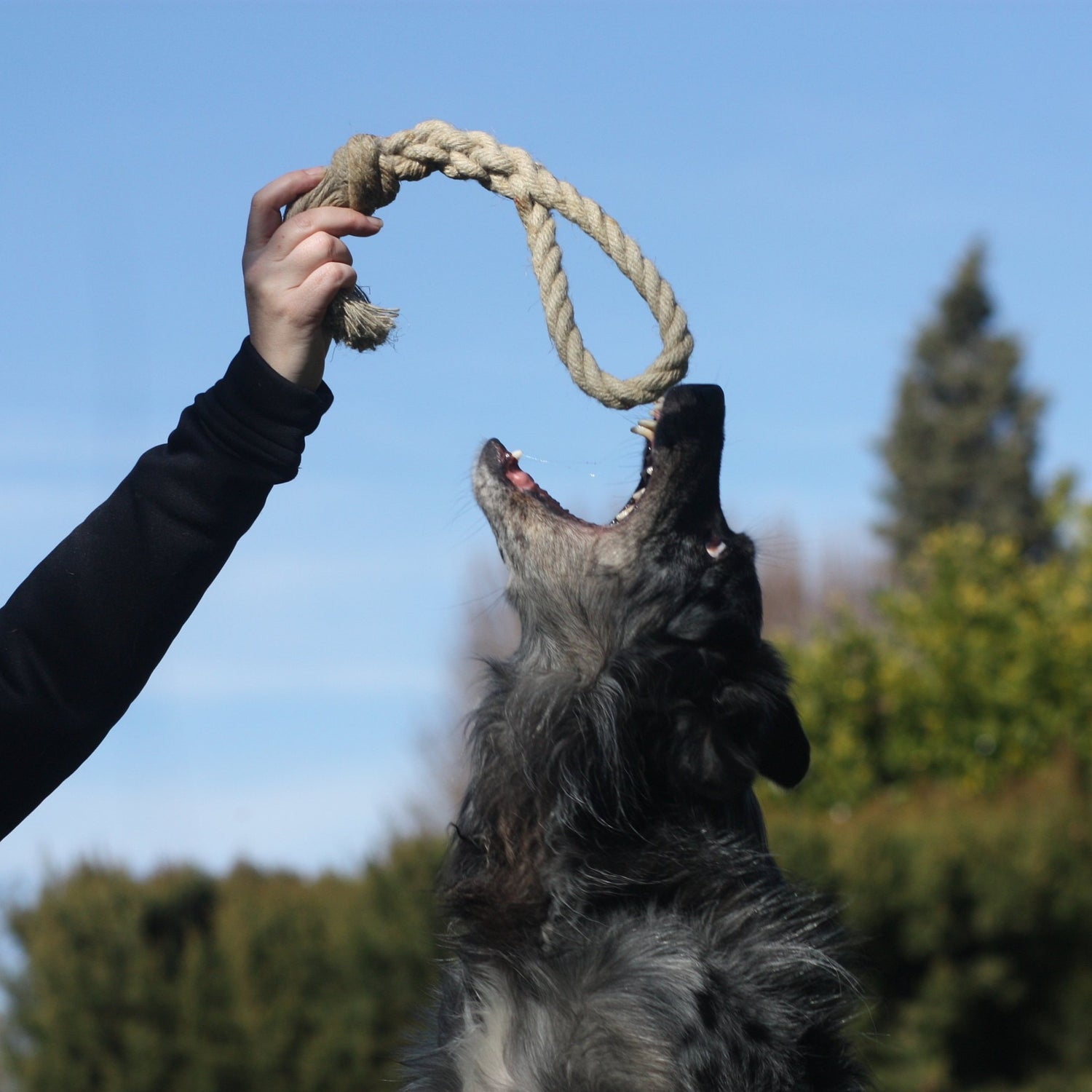 dog catching hemp rope dog toy