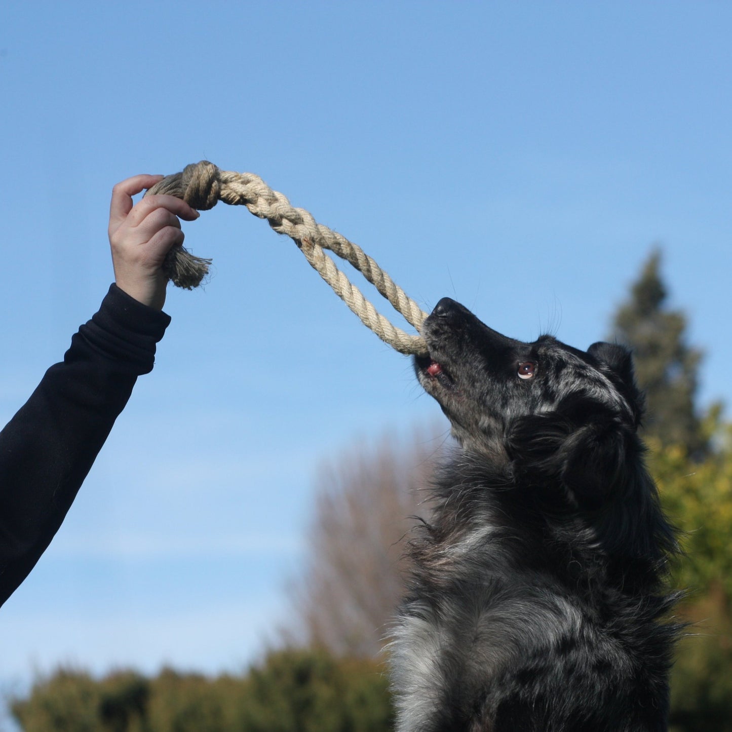 dog training with natural hemp toys