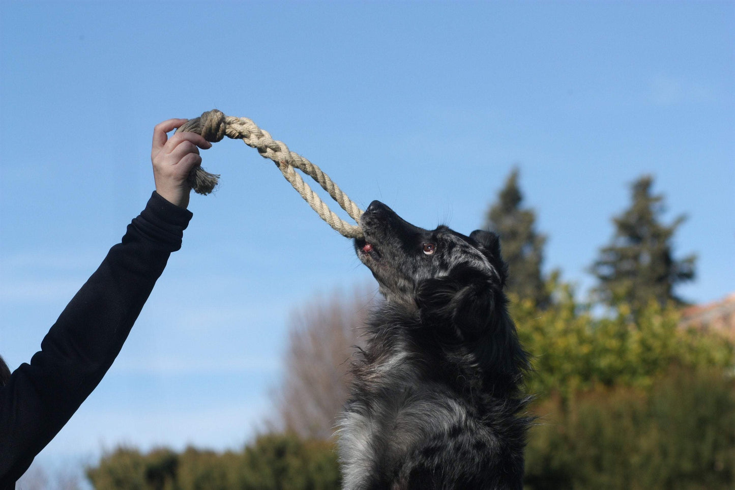 dog playing with natural hemp rope dog toy