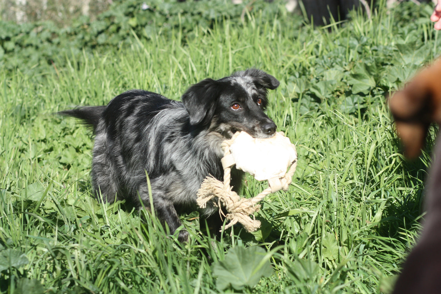 dog with hemp fetch toy