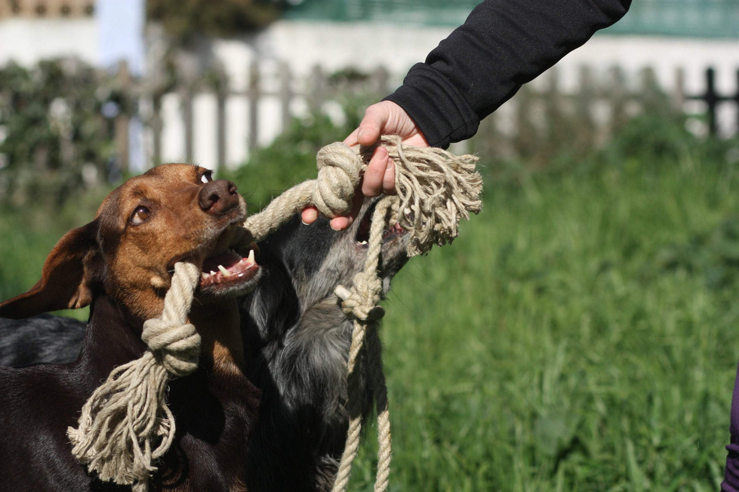 dogs enjoy hemp rope toys