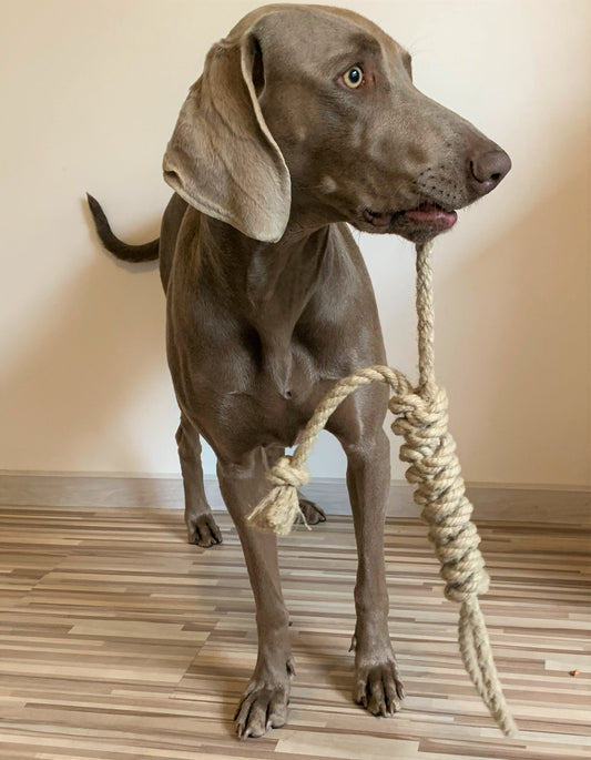dog holding hemp rope toy