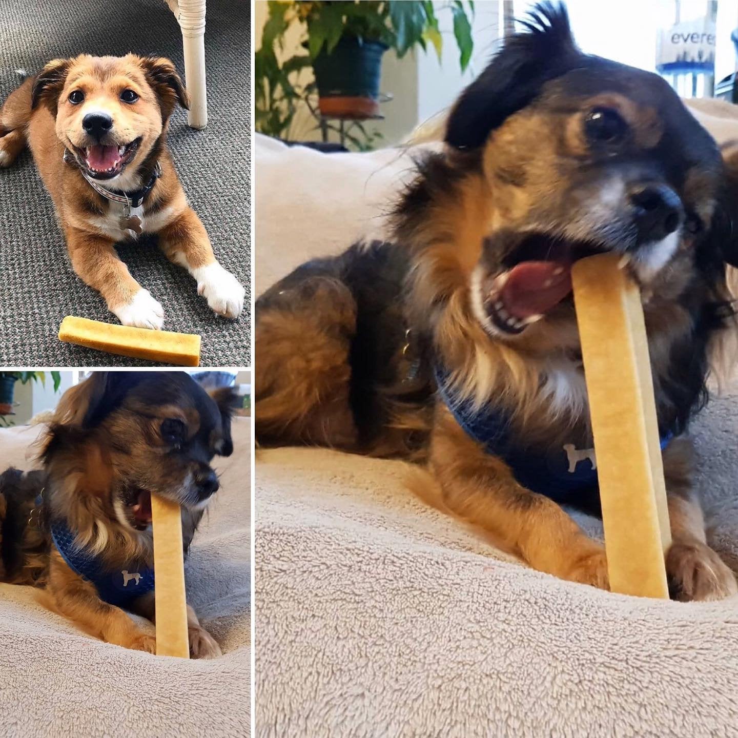 dogs enjoying dog cheese by pawsome pet toys