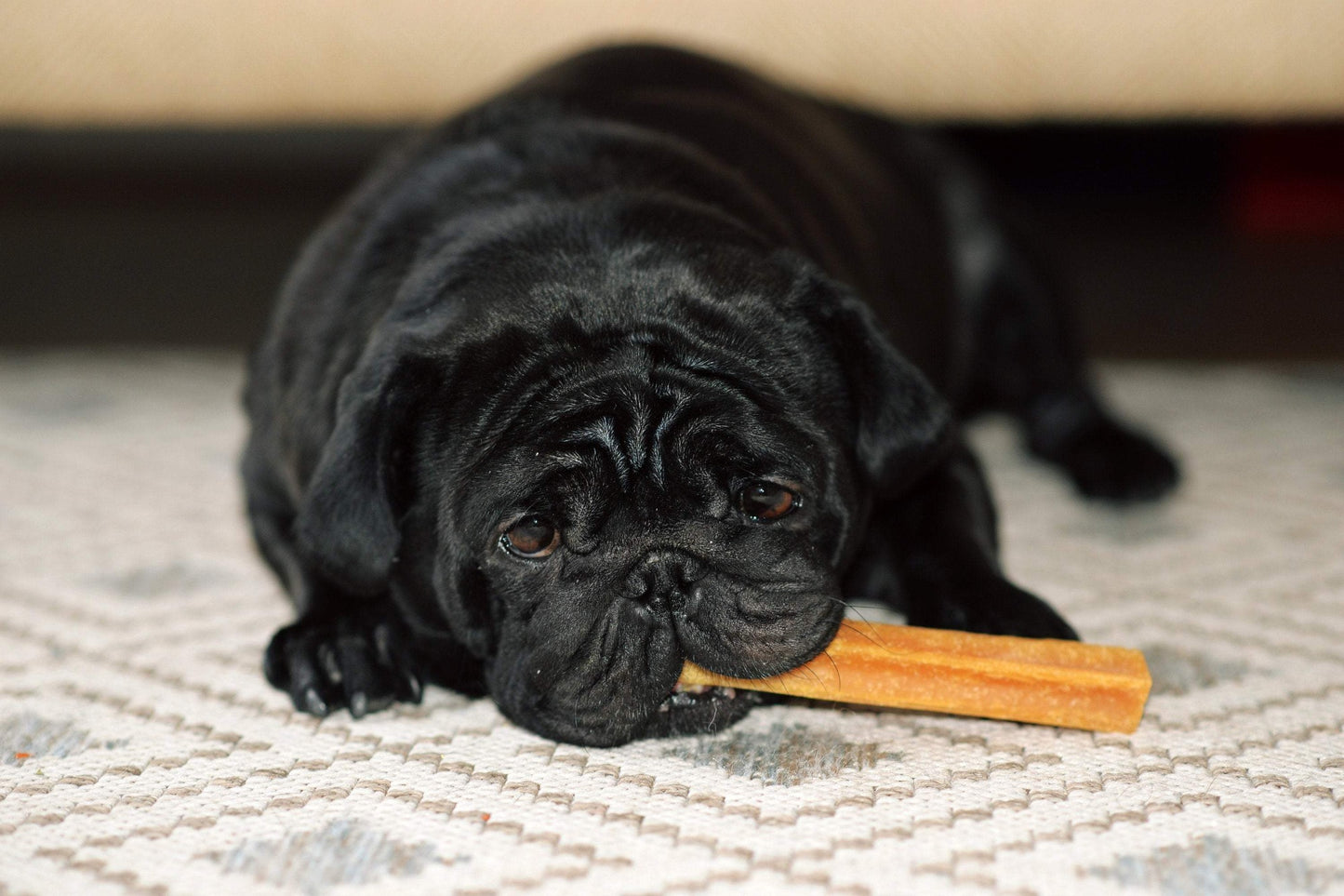 process of enjoying good and natural dog treat