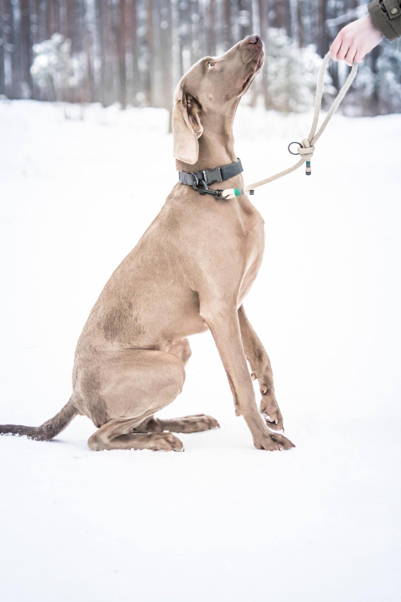 Weimaraner Dog with hemp short leash
