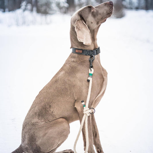 dog with natural hemp short leash